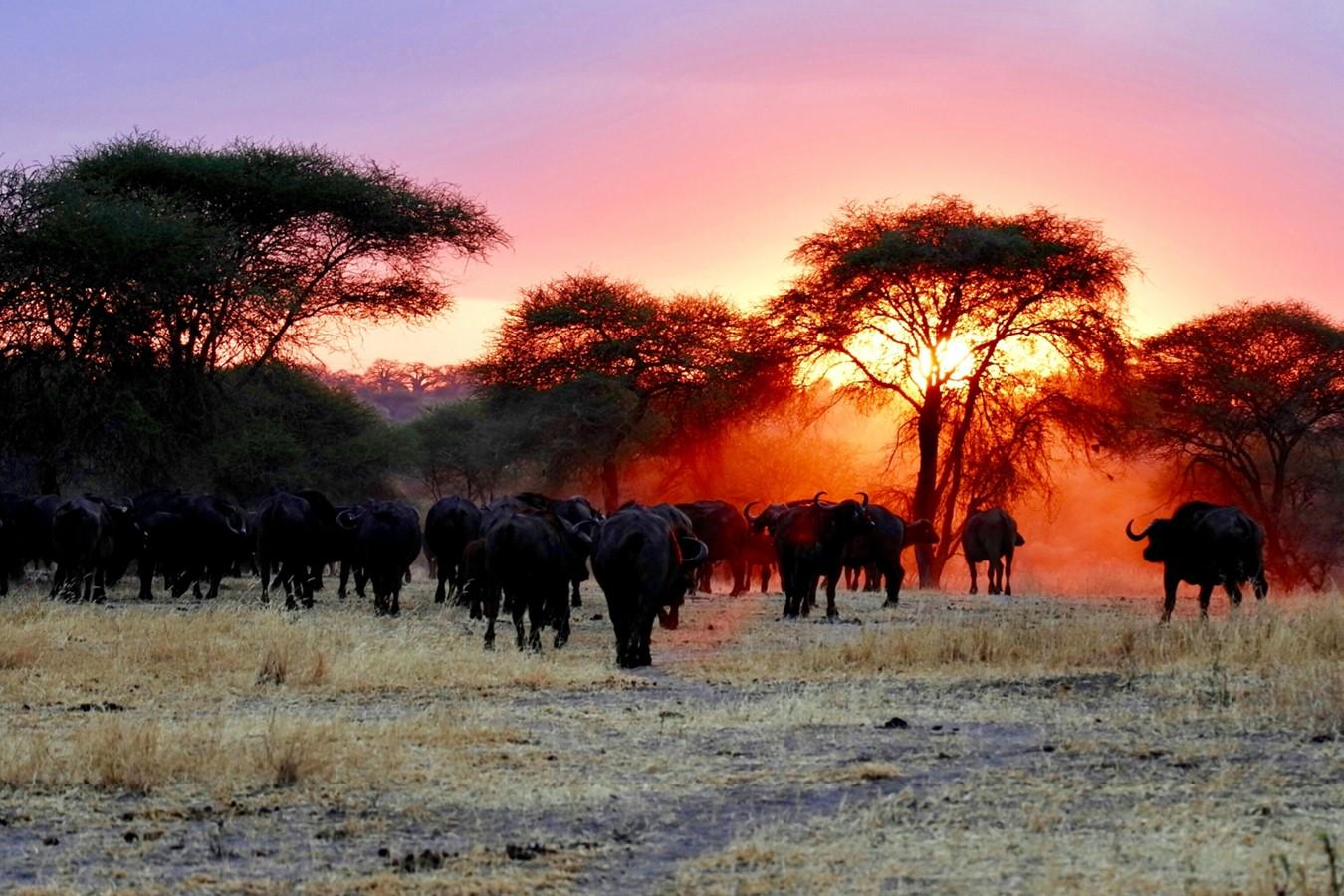 African landscape at sunset